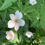 Anemonastrum canadense 花