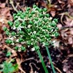 Allium nigrum ഫലം