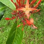 Ixora chinensis Virág