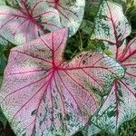 Caladium bicolor पत्ता