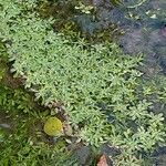 Callitriche palustris 葉