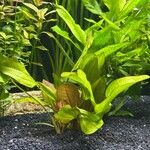 Echinodorus grandiflorus Folha