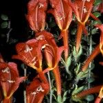 Columnea microphylla Flower