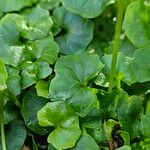 Viola hederacea Leaf