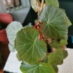 Begonia spp. Leaf