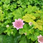 Astrantia maxima Leaf