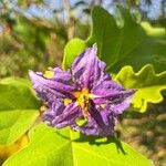 Solanum wrightiiFlower