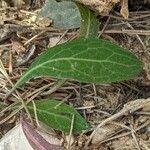 Aetheorhiza bulbosa Leaf