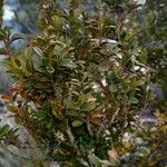 Myrsine africana Libunga