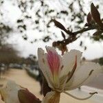 Bauhinia purpureaFlower