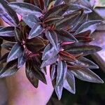 Peperomia flexicaulis Leaf