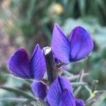 Lupinus angustifolius Kwiat