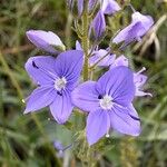 Veronica teucrium പുഷ്പം