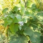 Arctium tomentosum Liść