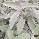 Salvia officinalis Leaf