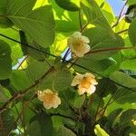 Actinidia deliciosa Flor