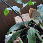 Epiphyllum oxypetalum Fuelha