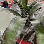 Aechmea fasciata List