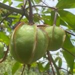 Manihot esculenta Φρούτο