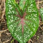 Caladium bicolorपत्ता