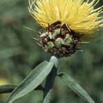 Centaurea sicula Blüte