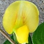 Zornia reticulata Fleur