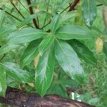 Cornus capitata Folha