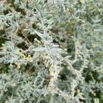 Artemisia absinthium Blüte