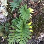 Polypodium cambricum Leaf