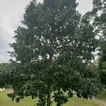 Quercus bicolor Hábito