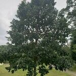 Quercus bicolor অভ্যাস