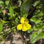 Goodenia ovata Blomst