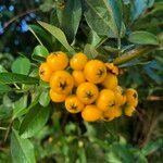 Pyracantha angustifolia Ffrwyth