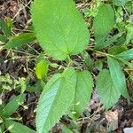 Celtis occidentalis Leaf