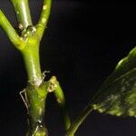 Psychotria guapilensis Bark