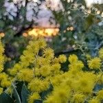 Acacia podalyriifolia Blomst