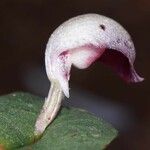 Corybas aconitiflorus Blomma