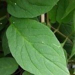 Cobaea scandens Leaf