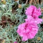 Dianthus caryophyllusBlüte