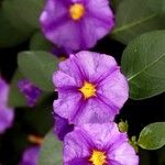 Lycianthes rantonnetii Fula