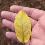 Lonicera canadensis Leaf