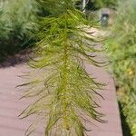 Myriophyllum verticillatum Blatt