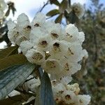 Rhododendron grande Çiçek