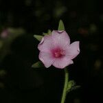 Urena lobata Λουλούδι