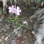 Mandevilla tenuifolia Fleur