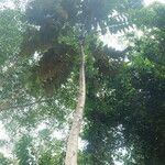 Polyscias fulva Blatt