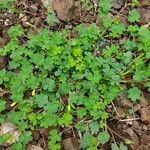 Oxalis corniculataFlower