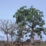 Ficus platyphylla Habit