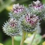 Arctium tomentosum花