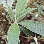 Buddleja globosa पत्ता